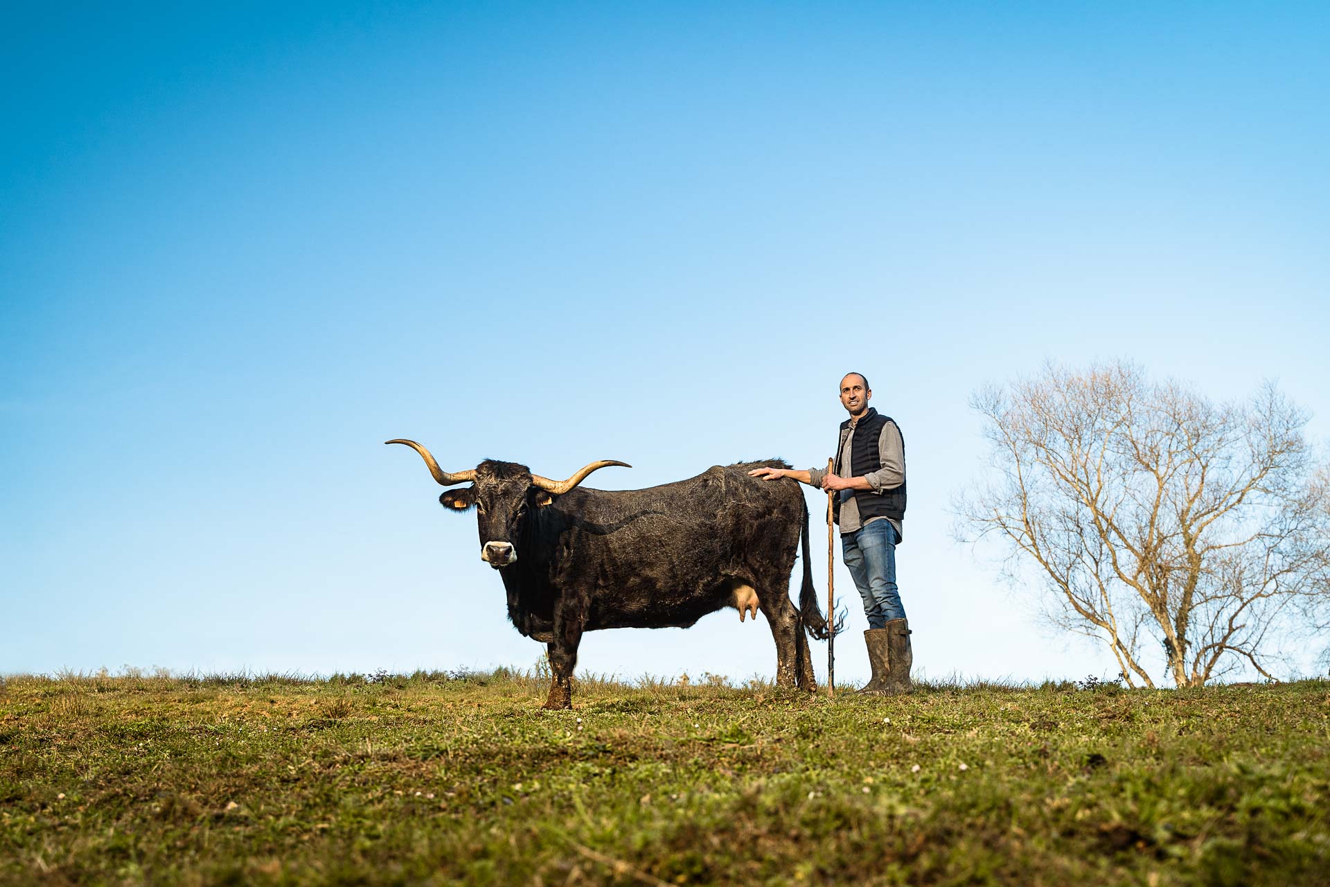 Propietario de Carniceria Quintana posando con una vaca tudanca.